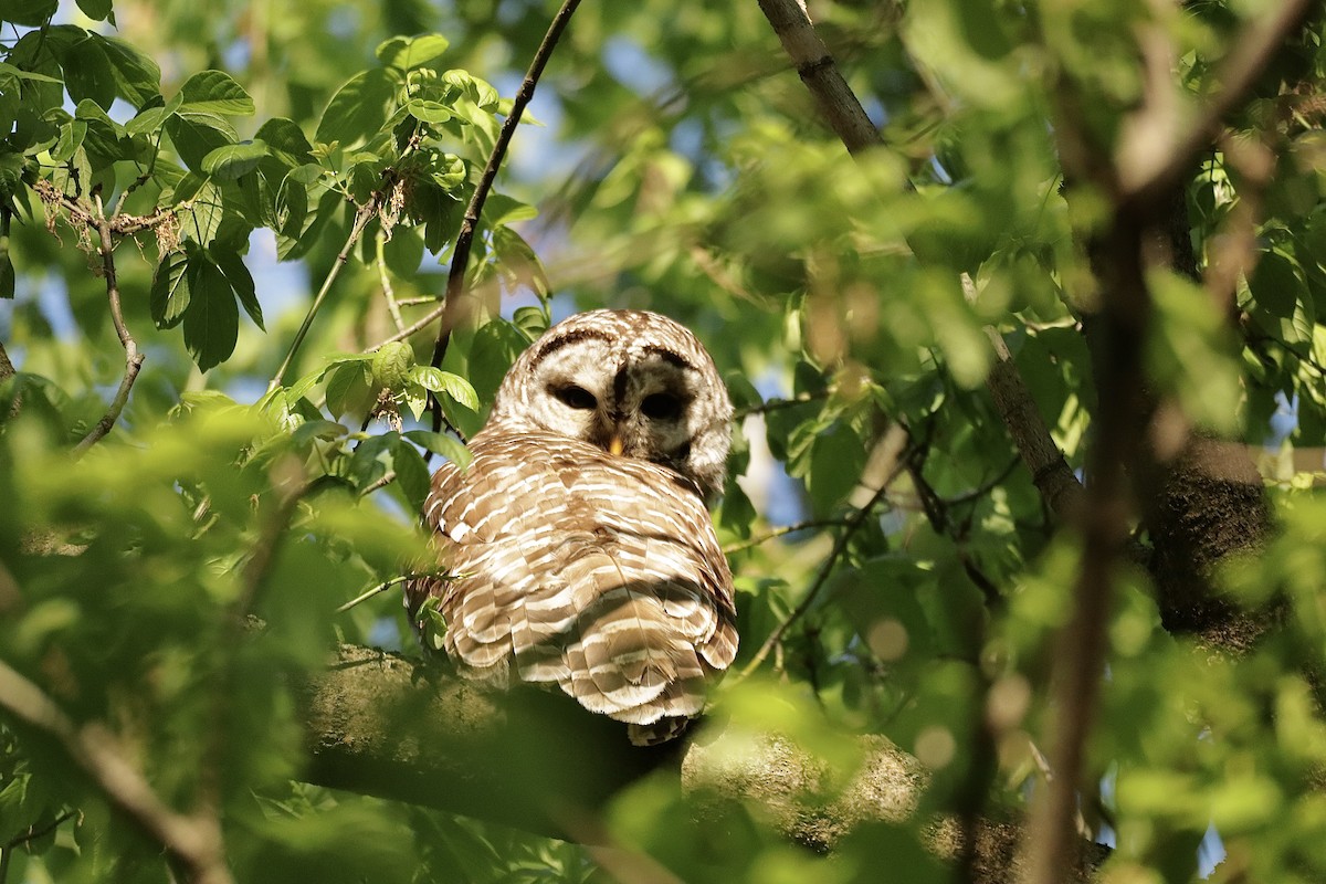 Barred Owl - ML618083896