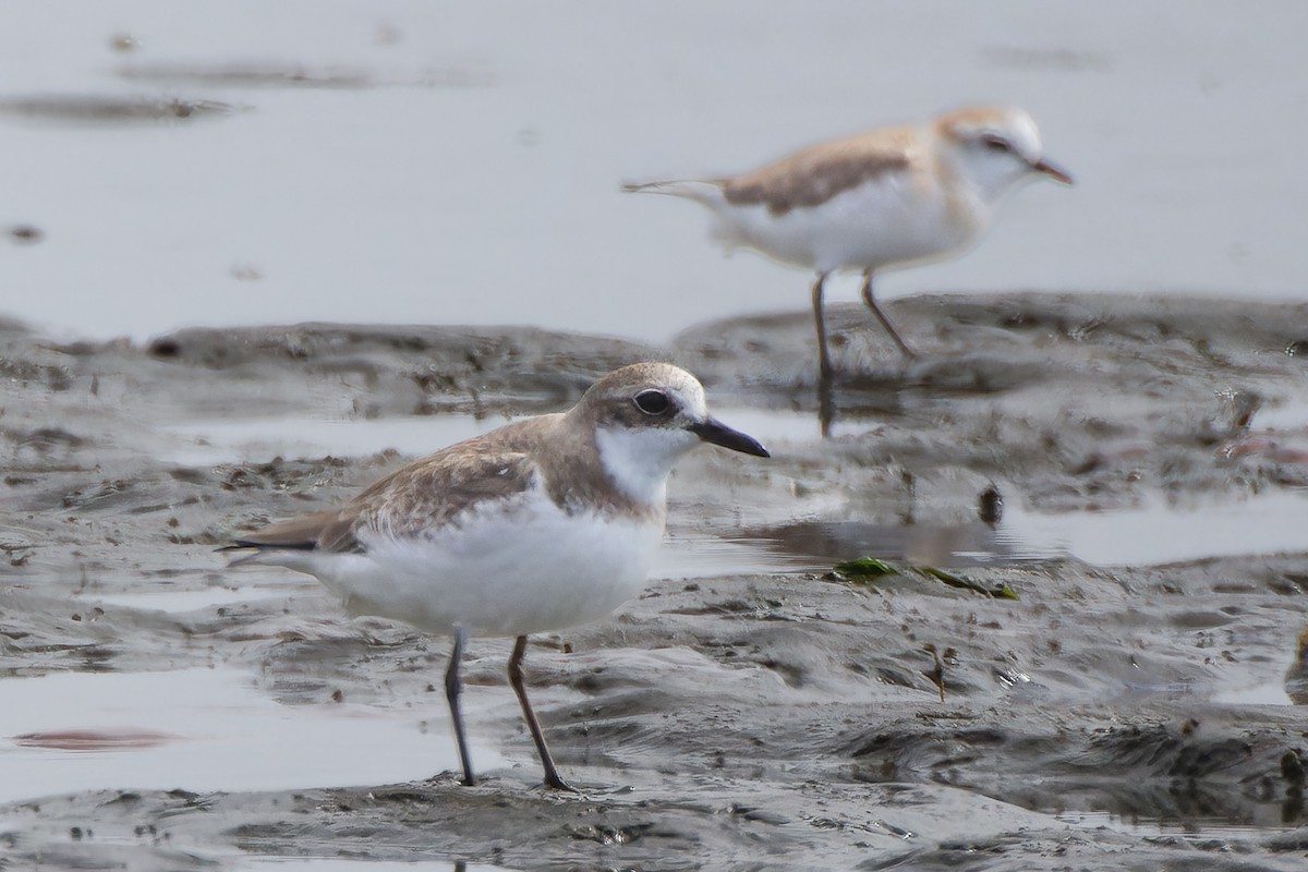 Greater Sand-Plover - Albert Voigts von Schütz @ Leaflove Safari