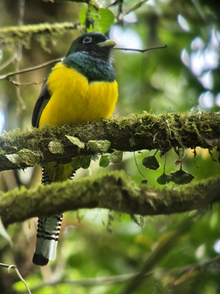 Northern Black-throated Trogon - Alex Single