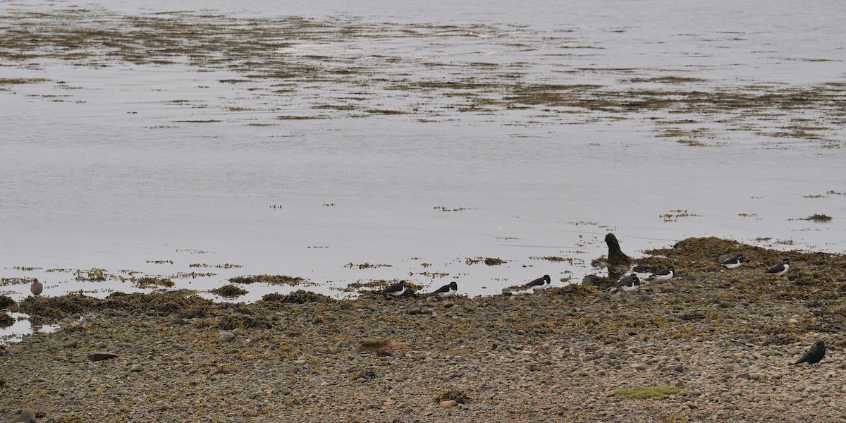 Eurasian Oystercatcher - ML618083915