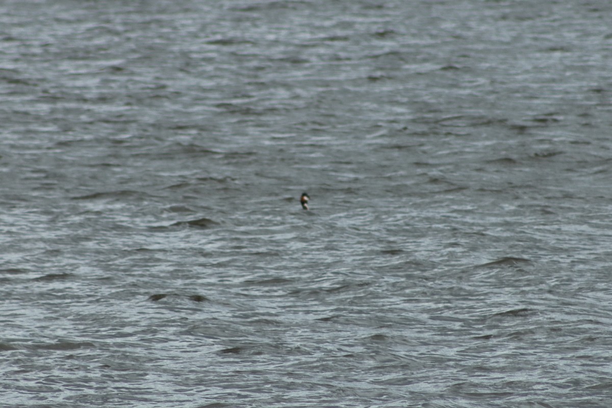Great Crested Grebe - ML618083916