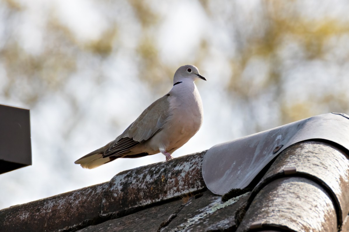 Eurasian Collared-Dove - ML618083919