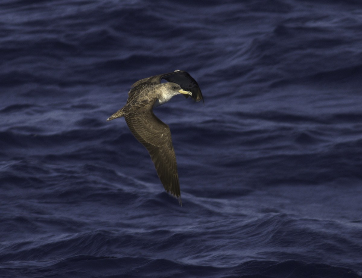 Cory's Shearwater (borealis) - Andy Benson