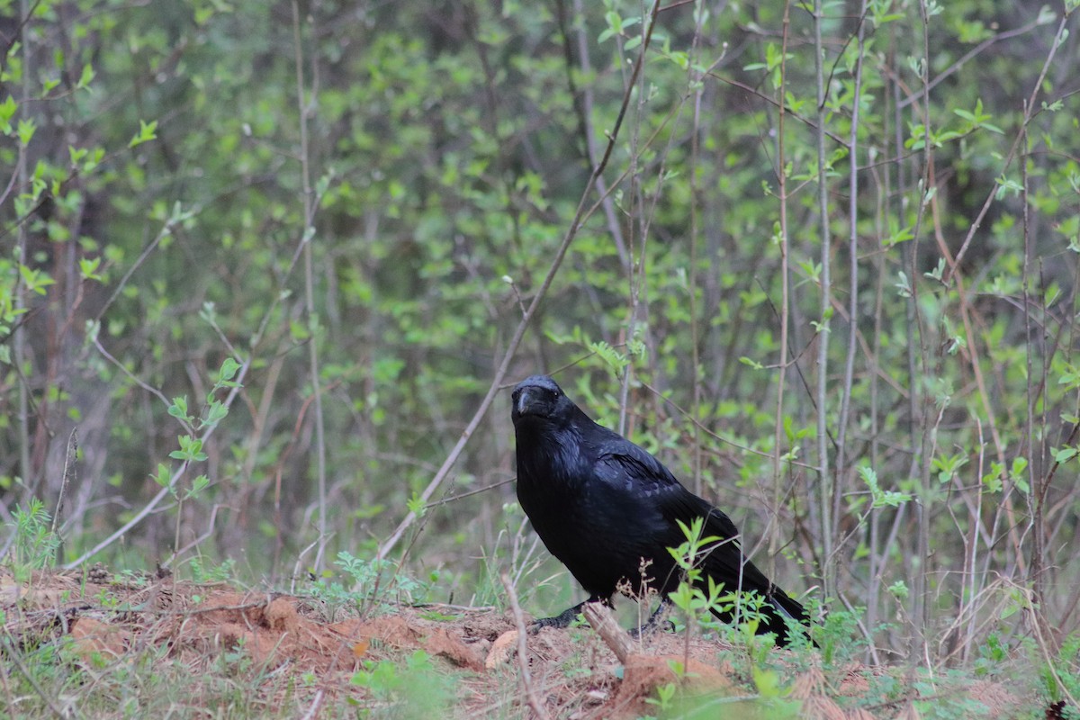 Common Raven - ML618083933