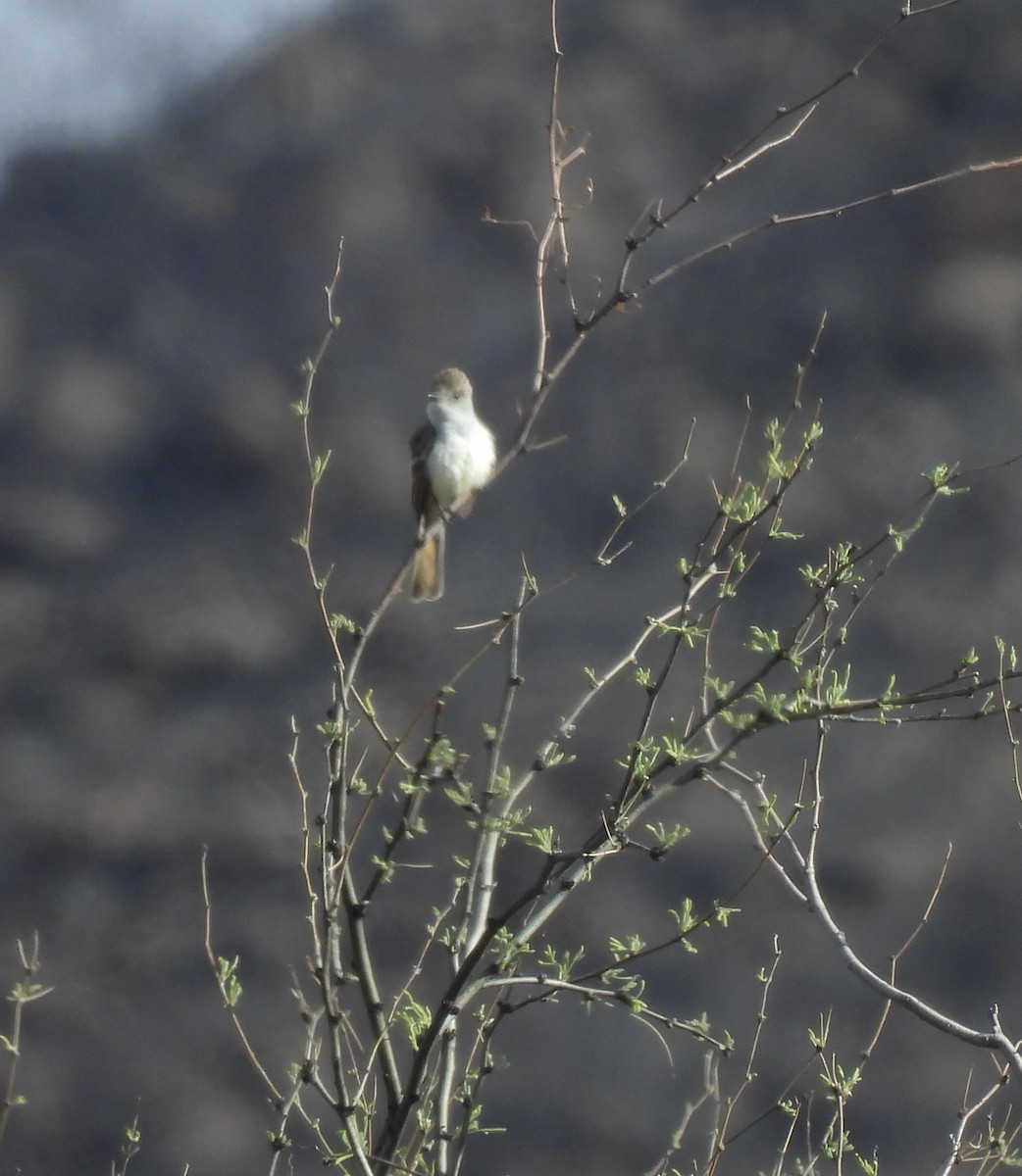 Ash-throated Flycatcher - ML618083934