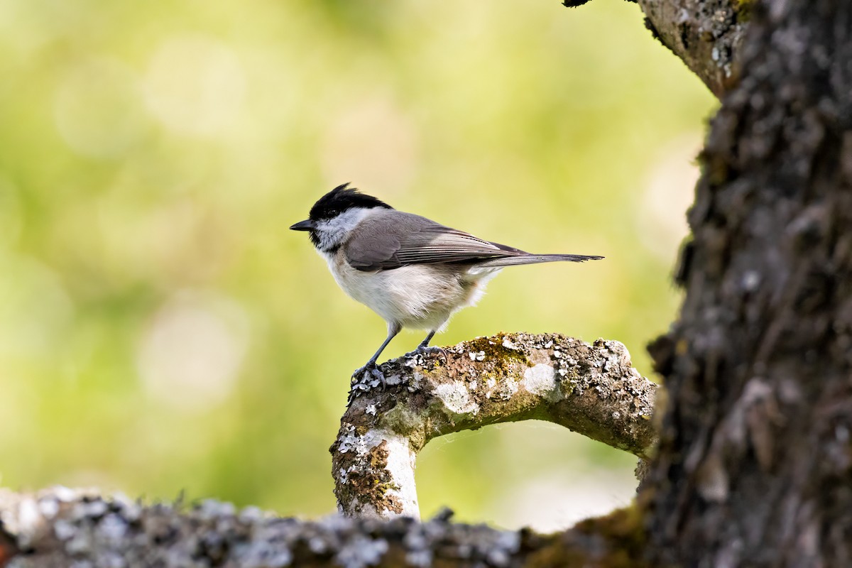 Marsh Tit - ML618083936