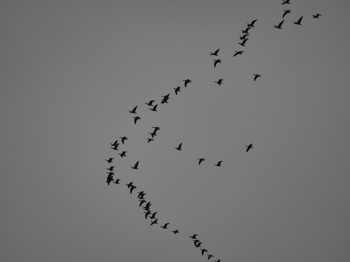 Pink-footed Goose - ML618083938