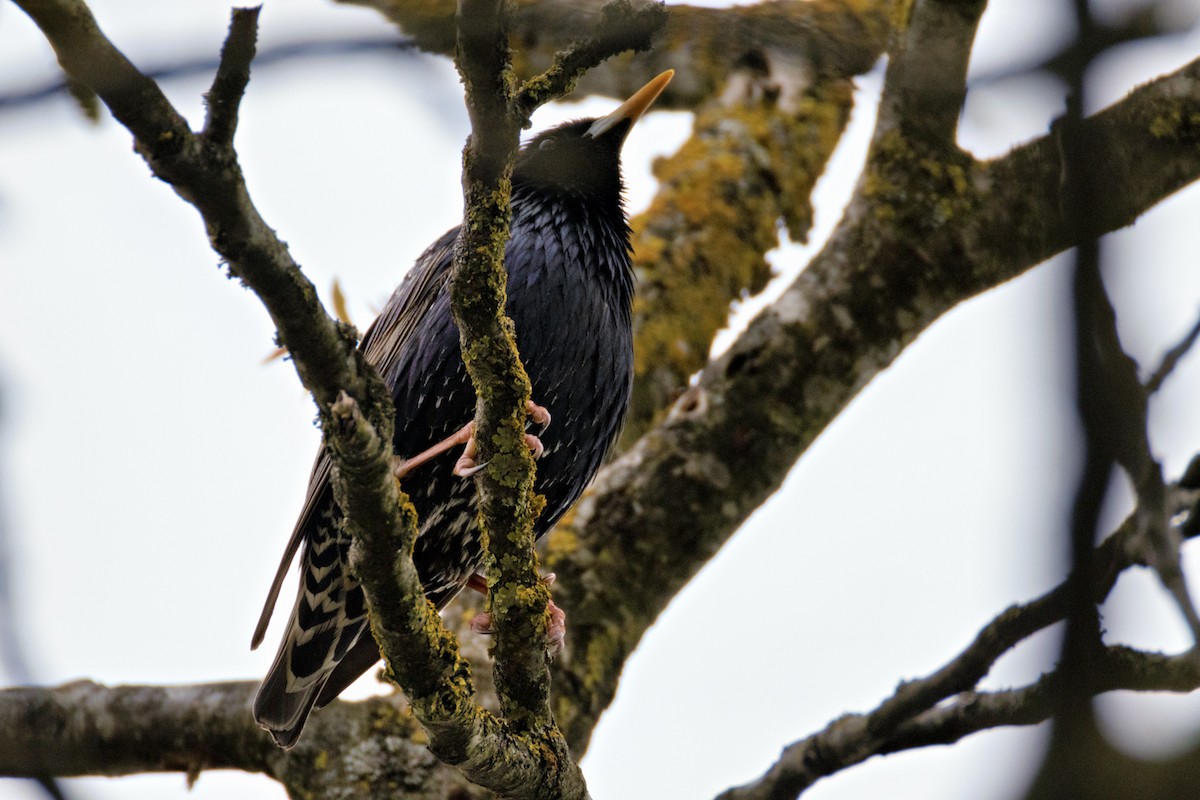 European Starling - ML618083951