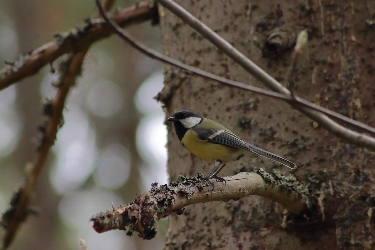 Great Tit - ML618083954