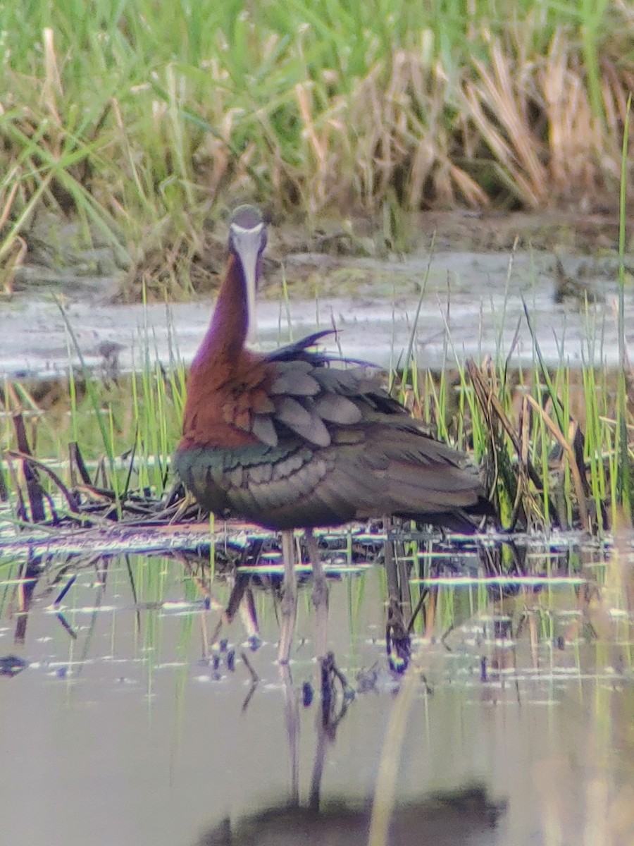 Glossy Ibis - ML618083957