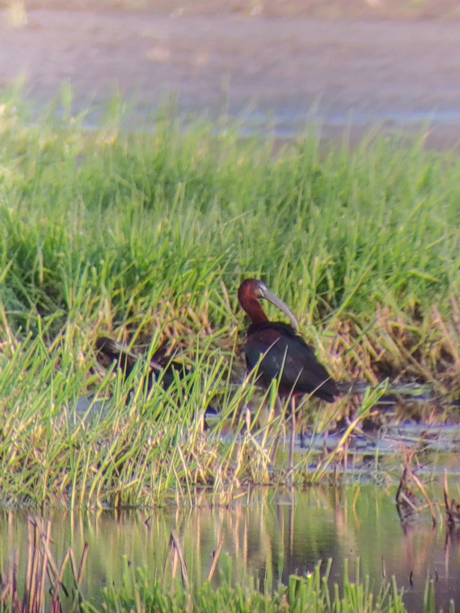 Glossy Ibis - ML618083958