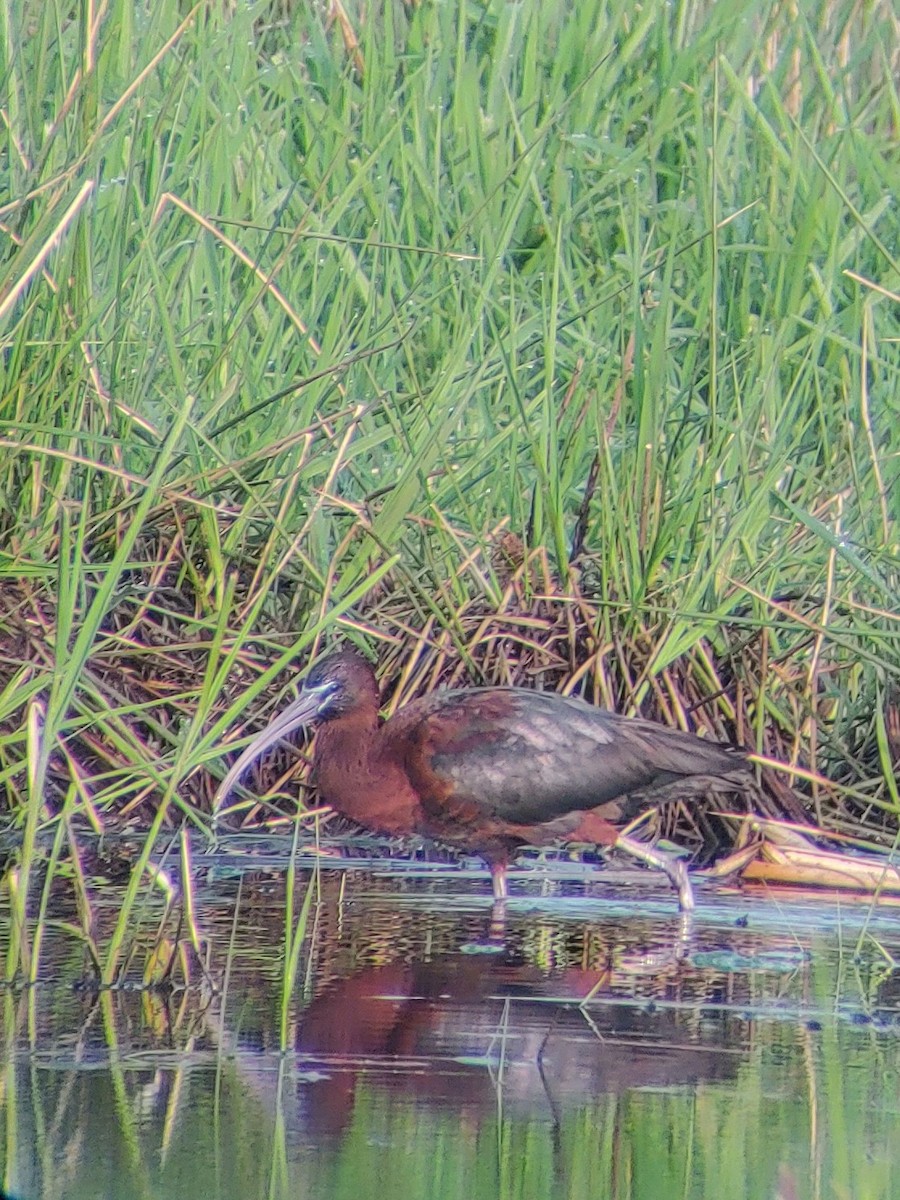 Glossy Ibis - ML618083959