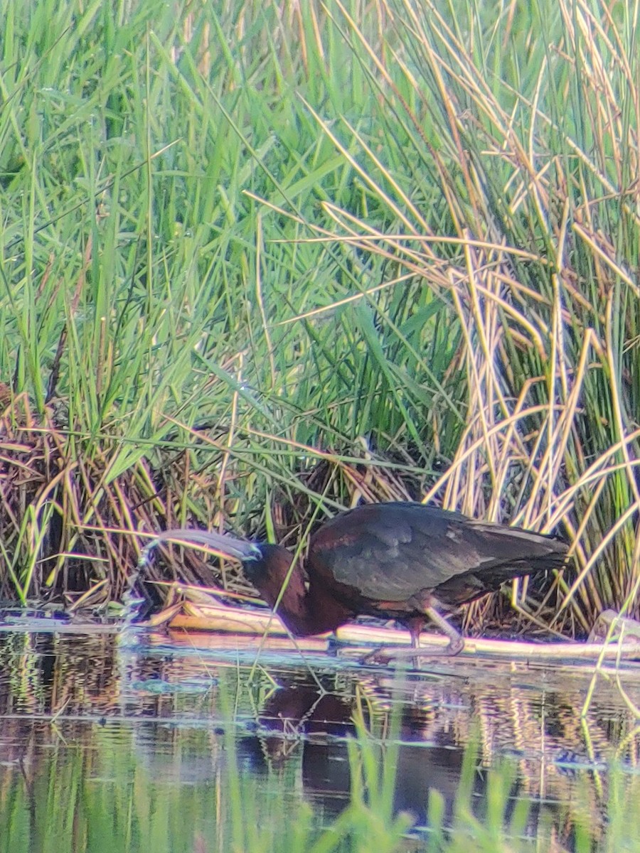 Glossy Ibis - ML618083960