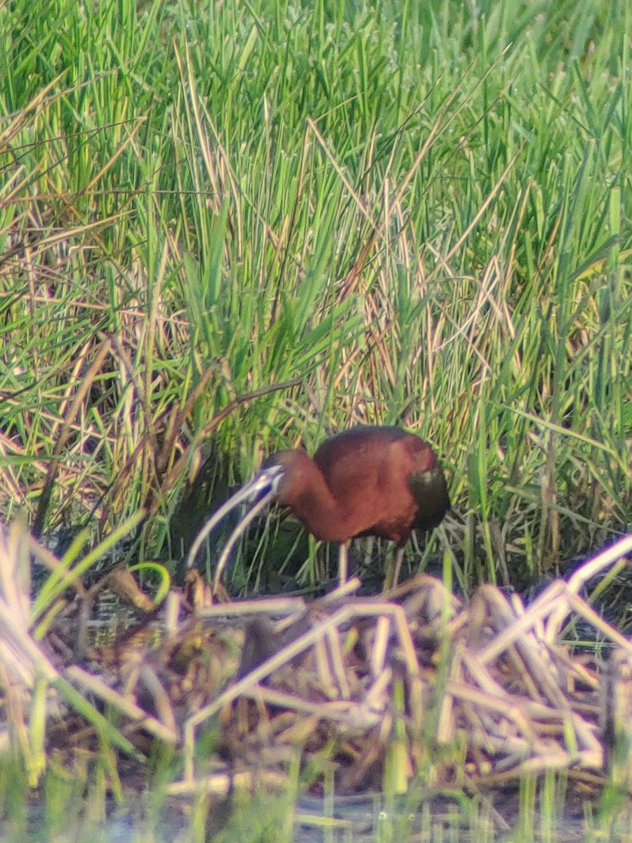 Glossy Ibis - ML618083961