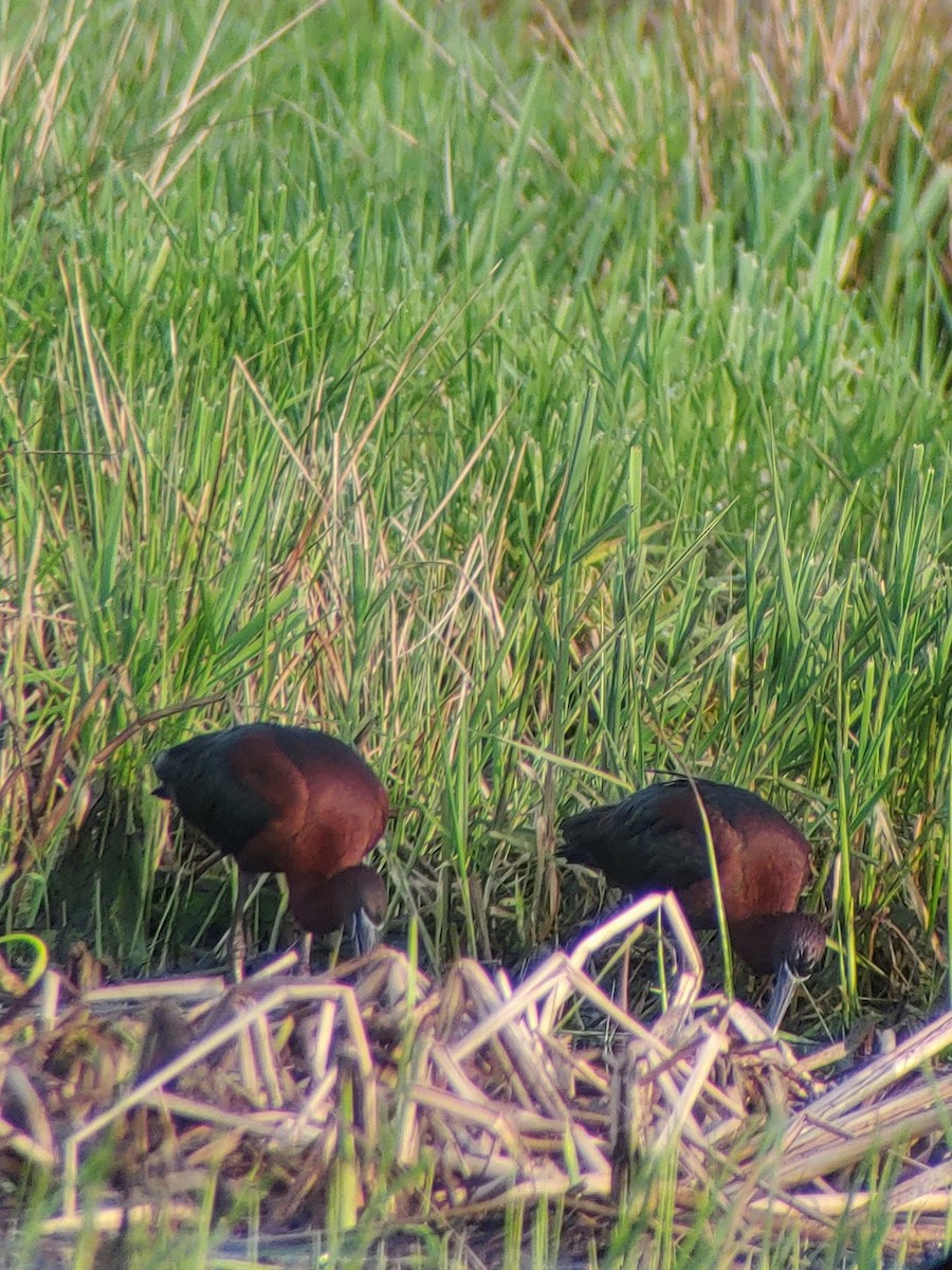 Glossy Ibis - James Teitgen