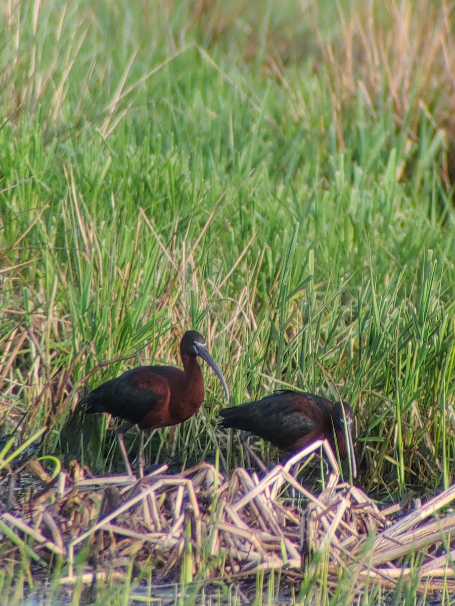 Glossy Ibis - ML618083963