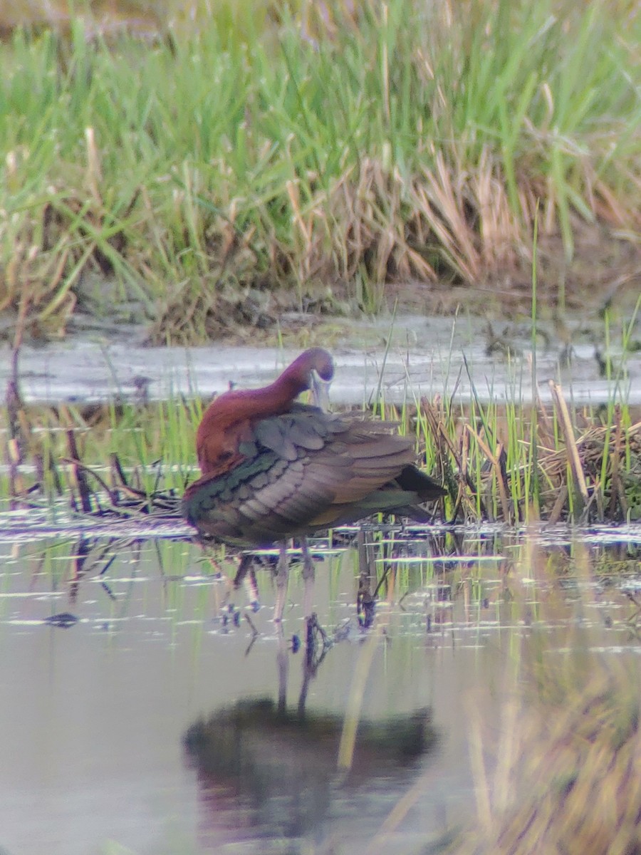 Glossy Ibis - James Teitgen