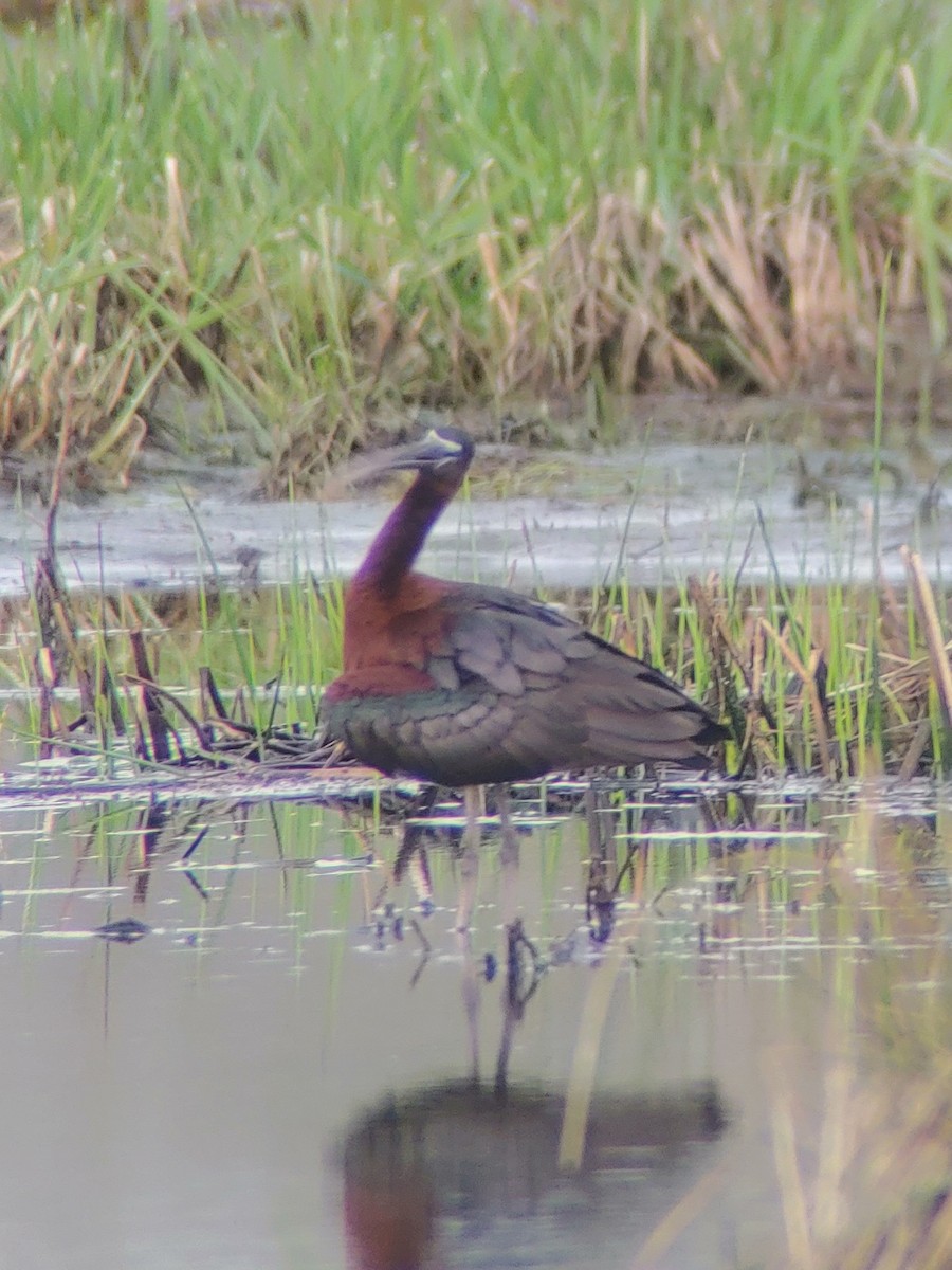 Glossy Ibis - ML618083965