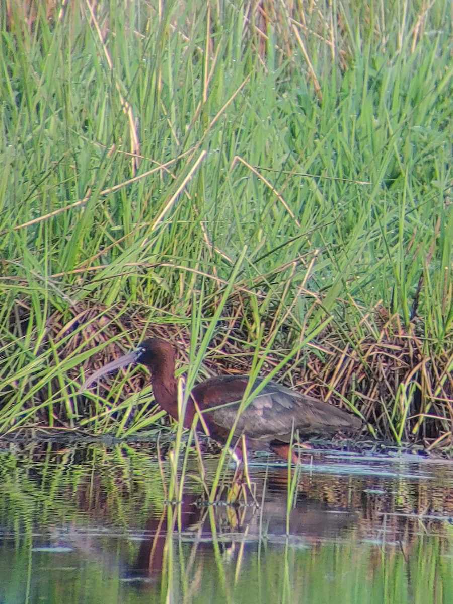 Glossy Ibis - James Teitgen