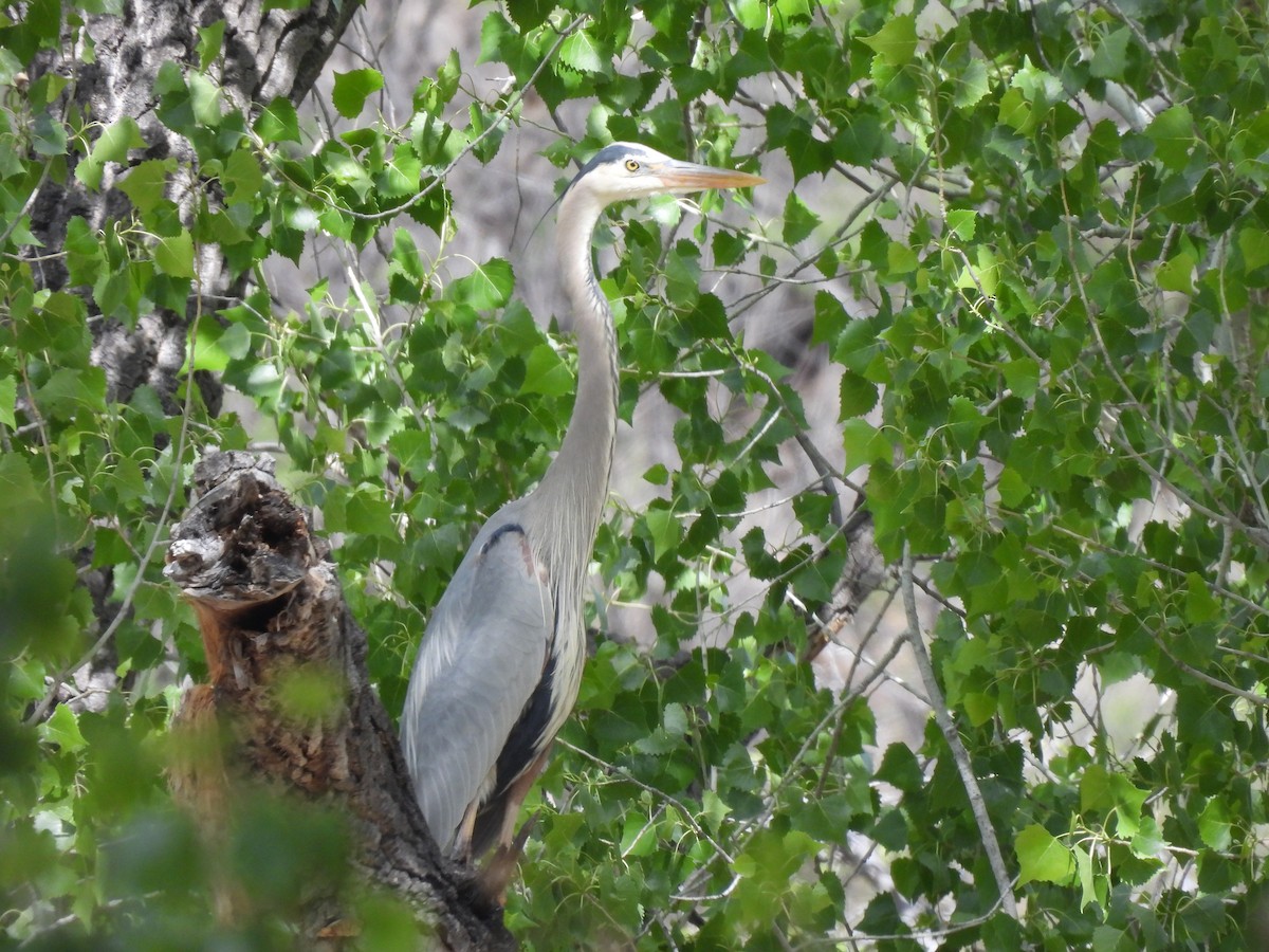 Great Blue Heron - ML618083970