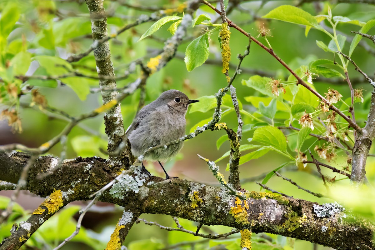 Black Redstart - ML618083972