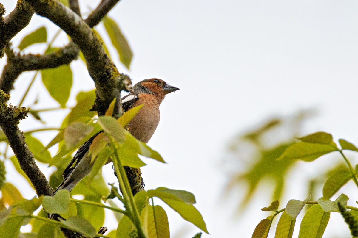 Common Chaffinch - Gerald Schuster