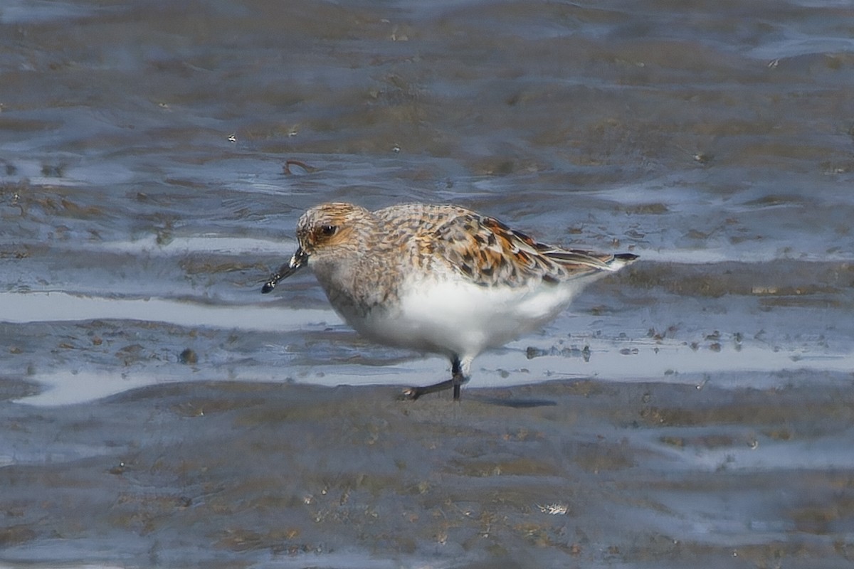 Sanderling - ML618083983