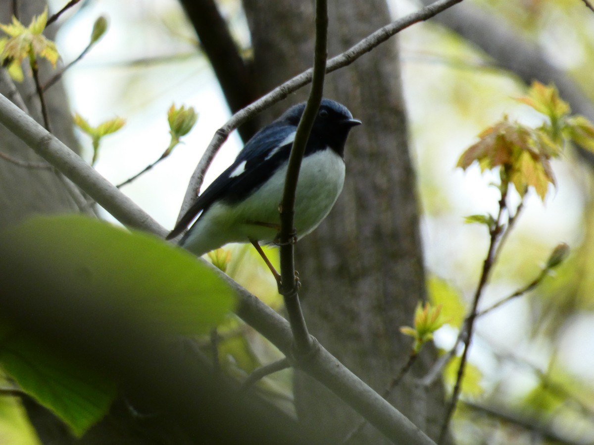 Black-throated Blue Warbler - Julian Elman