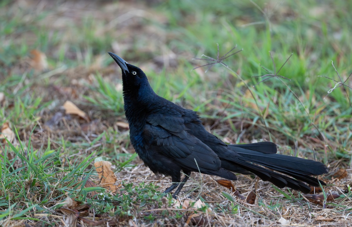 Great-tailed Grackle - Simon Boivin