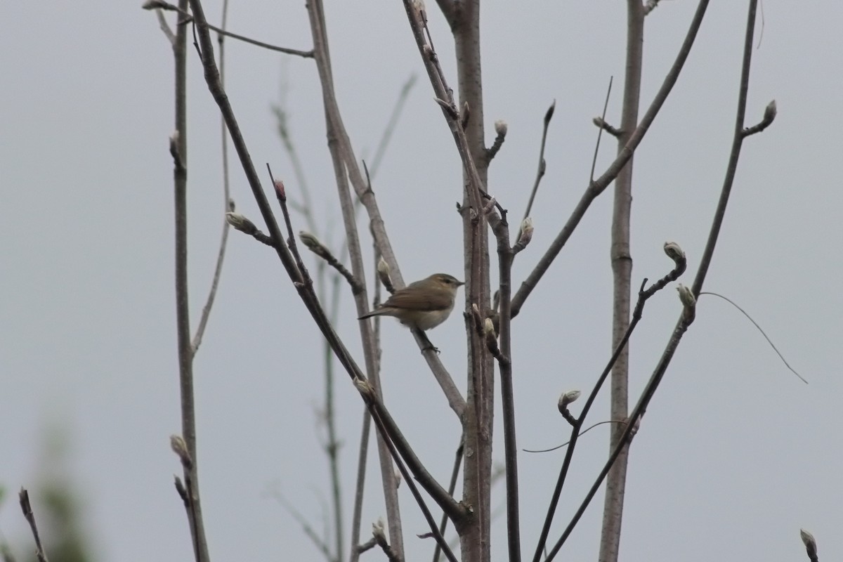 Common Chiffchaff - Ivan Ivan