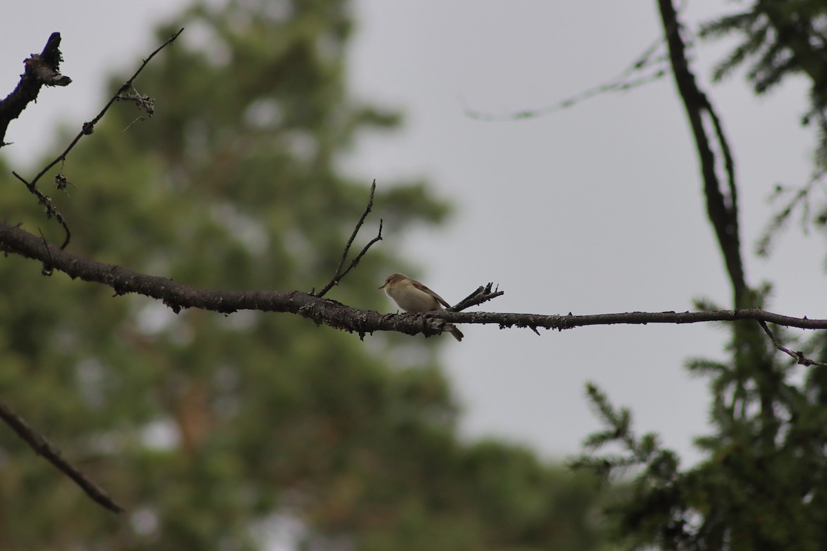 Common Chiffchaff - ML618083999