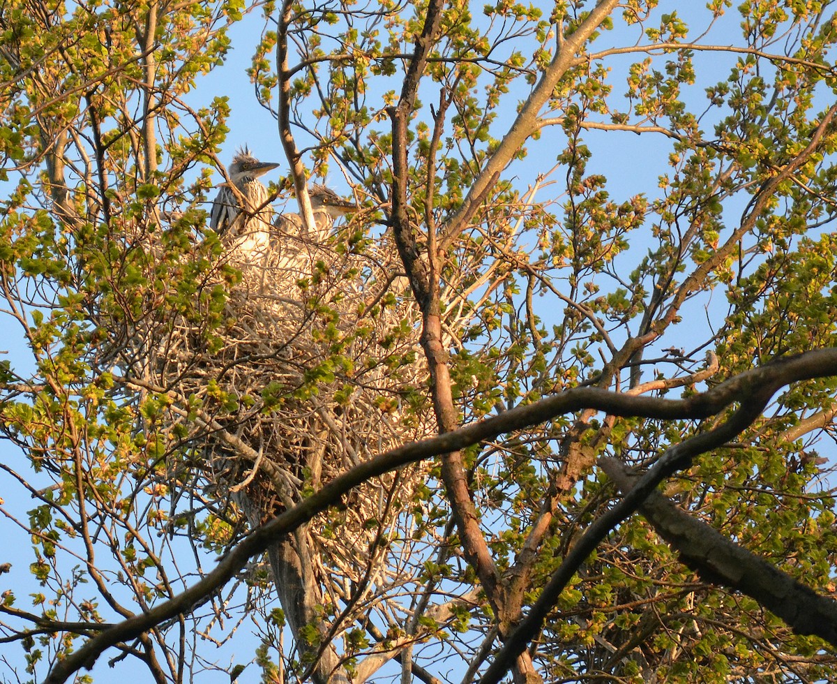 Gray Heron - Robin Ziegler