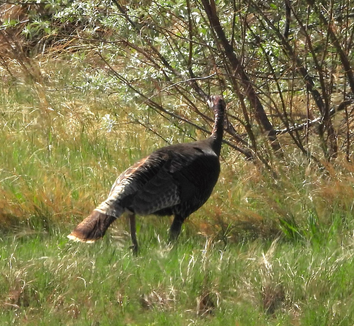 Wild Turkey - Mark Romero