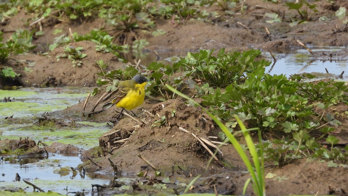 Western Yellow Wagtail (thunbergi) - Patrik Spáčil