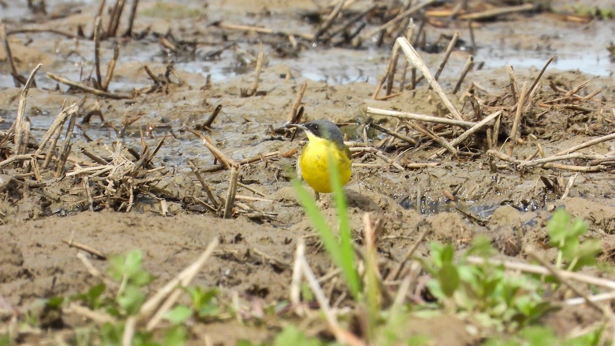 Western Yellow Wagtail (thunbergi) - Patrik Spáčil