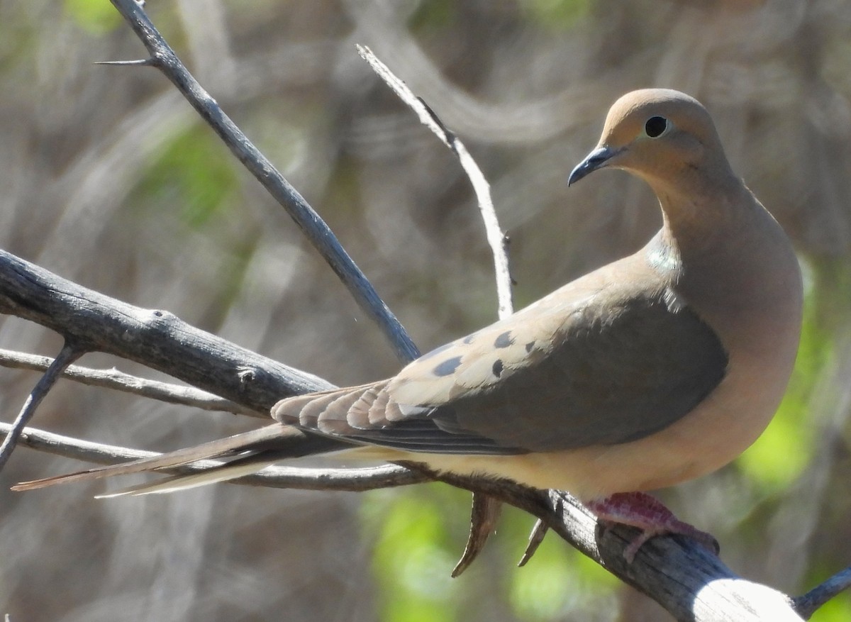 Mourning Dove - Mark Romero