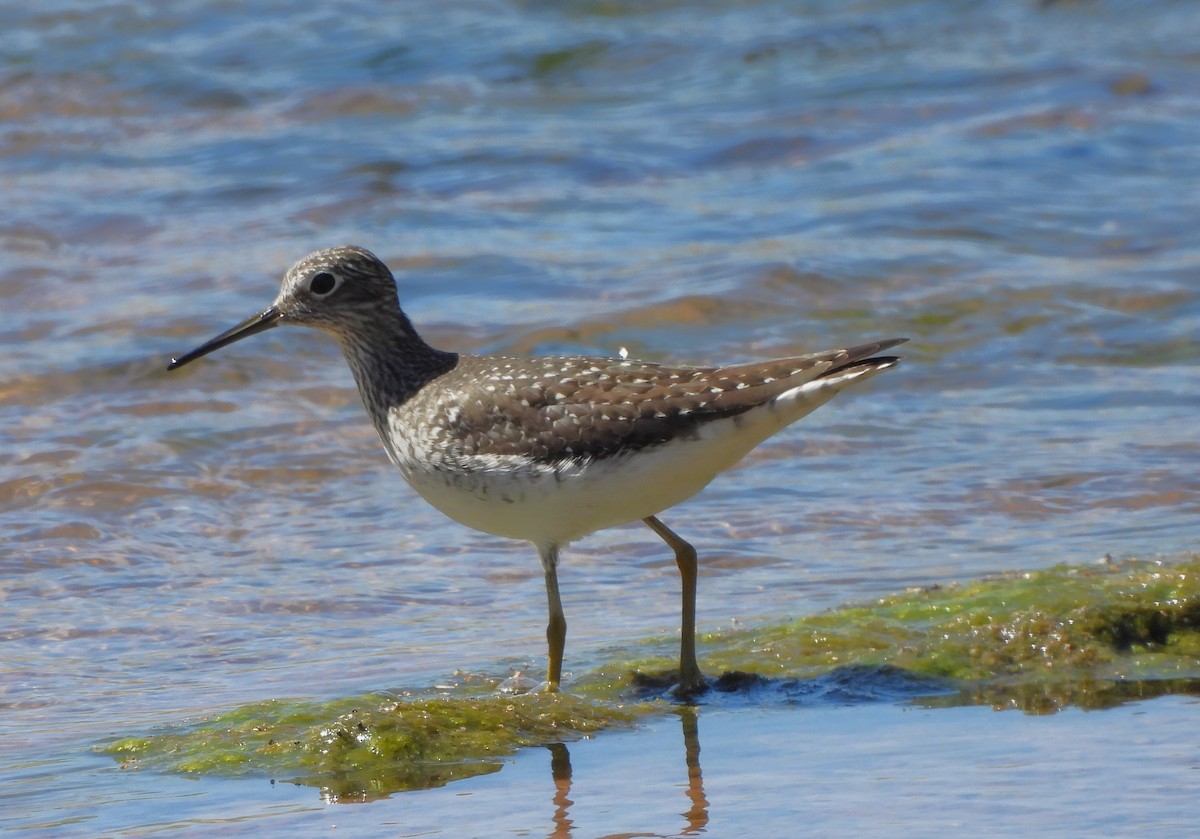 Solitary Sandpiper - ML618084072