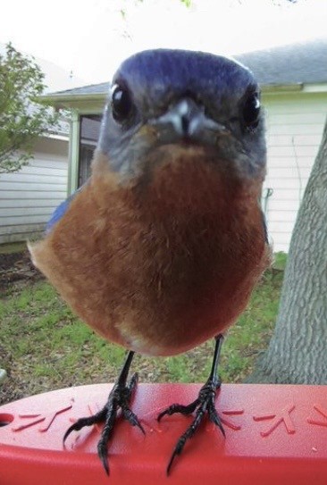 Eastern Bluebird - JB Peterson