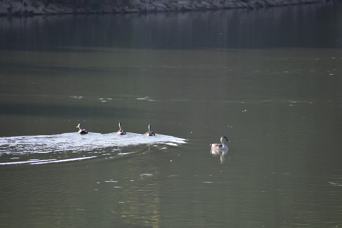 Indian Spot-billed Duck - ML618084092