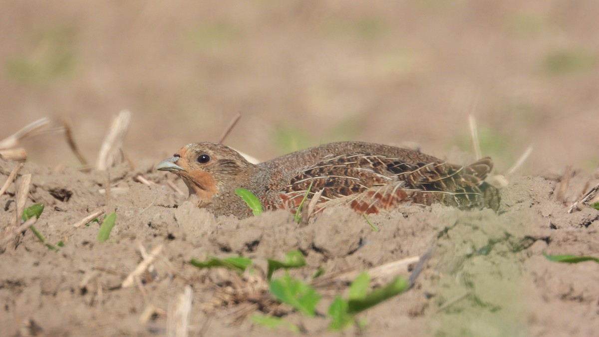 Gray Partridge - Patrik Spáčil