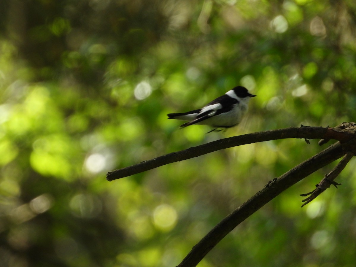 Collared Flycatcher - ML618084110