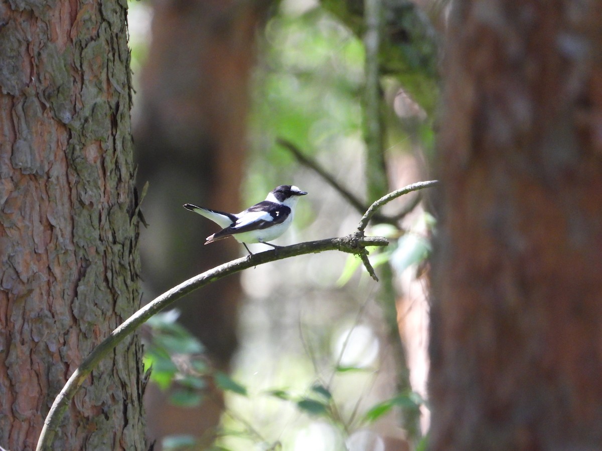 Collared Flycatcher - ML618084114