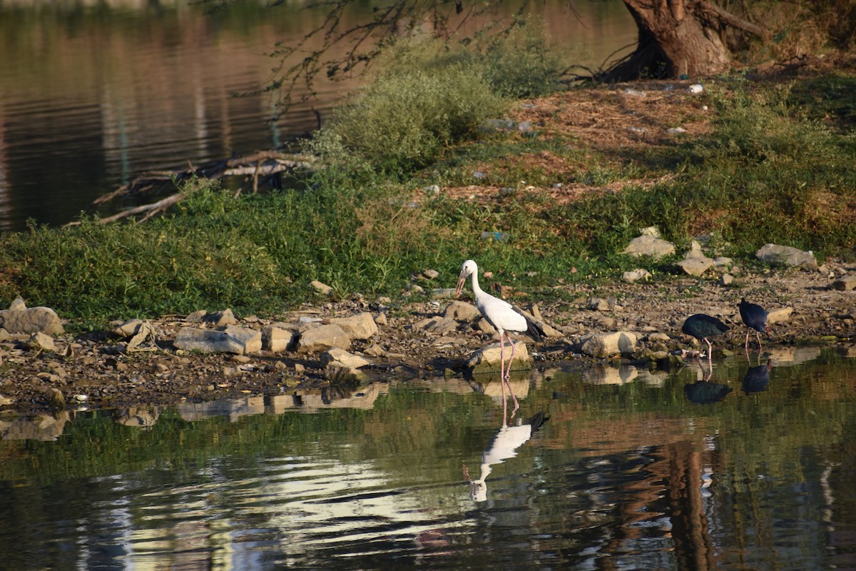 Asian Openbill - ML618084132