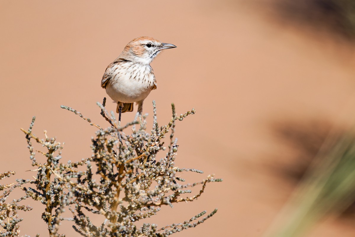 Dune Lark (Barlow's) - ML618084136