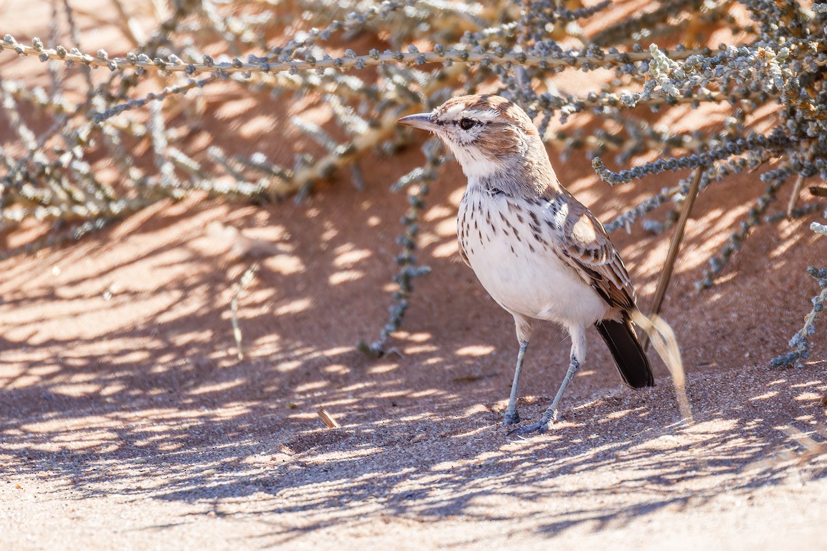Dune Lark (Barlow's) - ML618084137