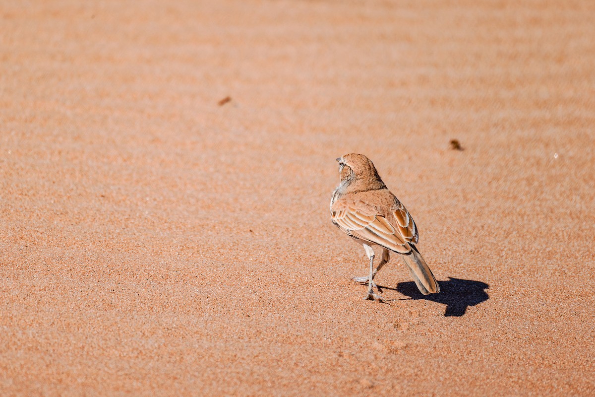 Dune Lark (Barlow's) - ML618084138