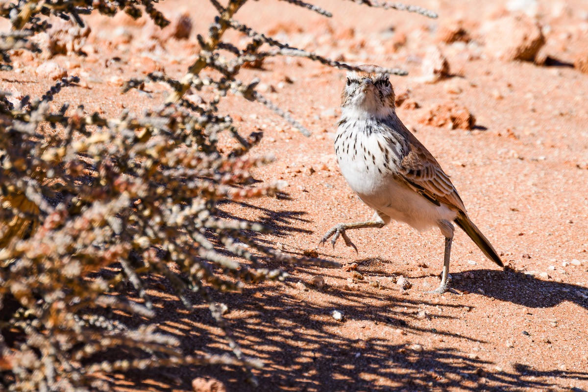 Dune Lark (Barlow's) - ML618084139