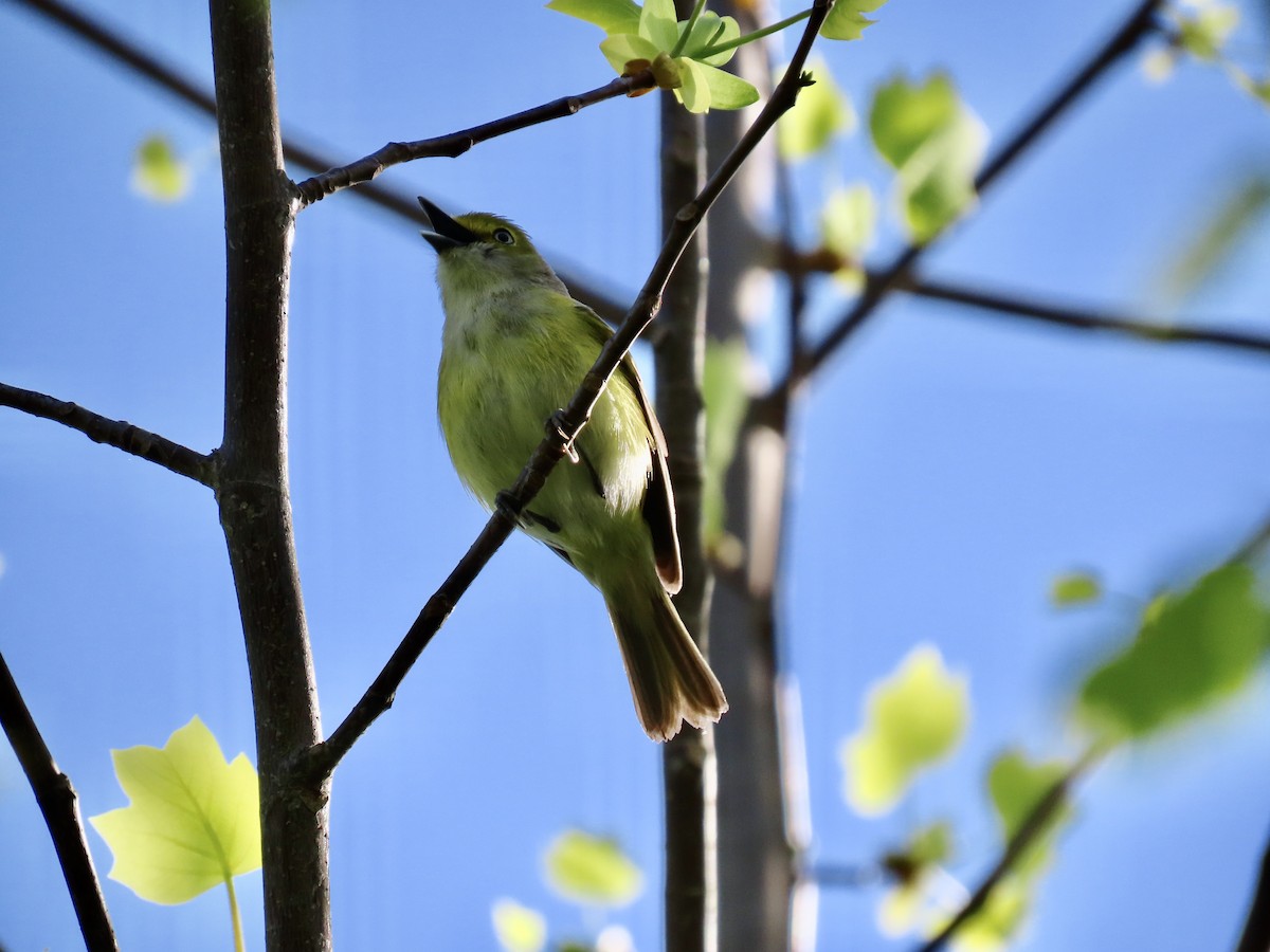 Ak Gözlü Vireo - ML618084168