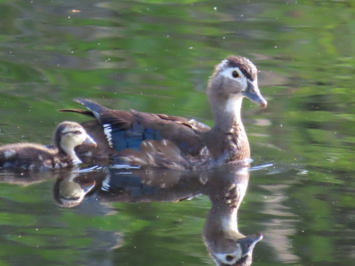 Wood Duck - Tom Obrock