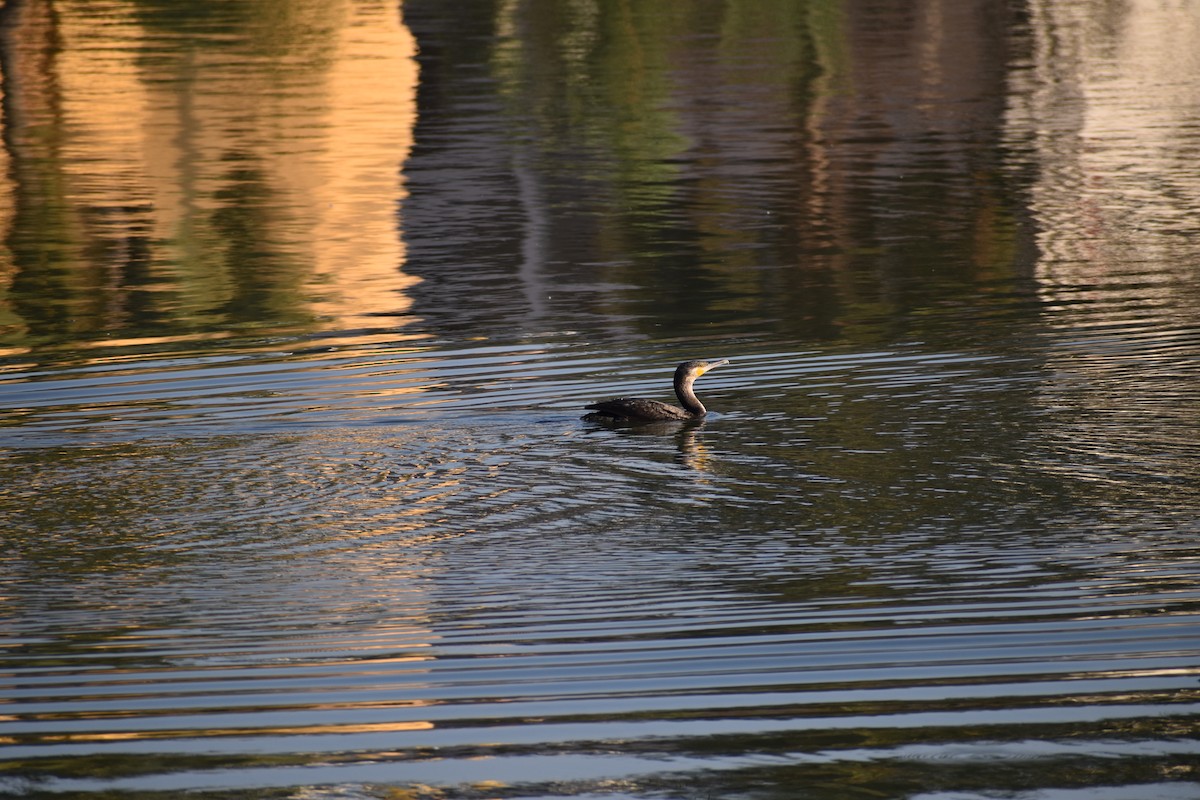 Indian Cormorant - Vishnu Vinjam